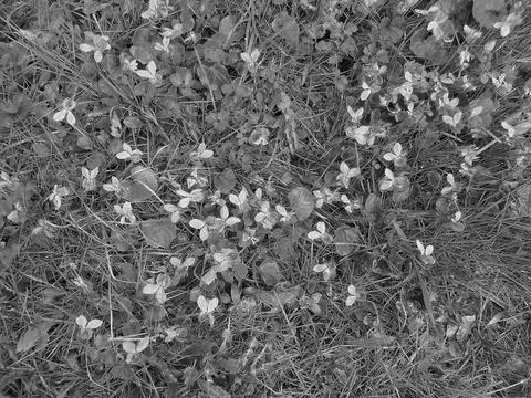 Blackwhite image - Spring scenics: multiple violet flowers in bright green grass Stock Photos