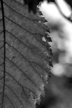 Black&amp;White Leaf  Foto stock
