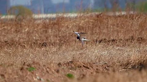 A blackwinged lapwing flying over a dry grassy field in the countryside Видео 335491637