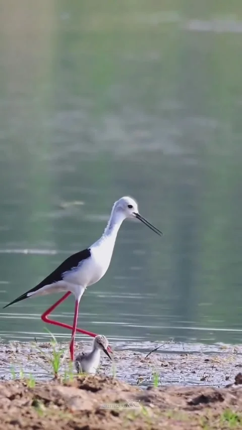 Blackwinged stilt bird with its chick standing by the water Stock Footage 335248859