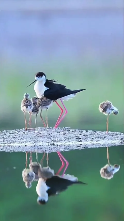 Blackwinged stilt mother caring for her chicks in a wetland habitat Vídeos de archivo 334635666