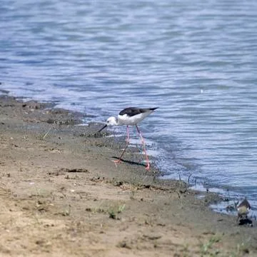 Blackwinged Stilt Stock Photos