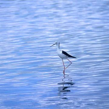 Blackwinged Stilt Stock Photos