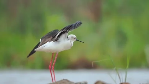 Blackwinged stilt standing on one leg in a natural wetland habitat Stock Footage 334824452