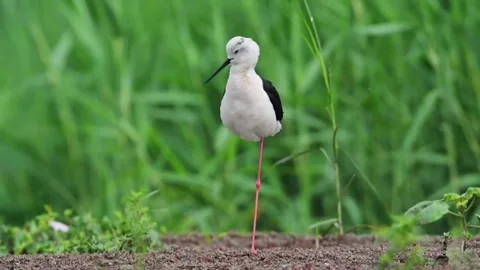 Blackwinged stilt standing on one leg in a natural wetland habitat Stock Footage 336033291
