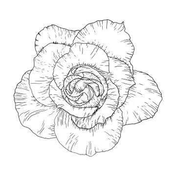 Blackwork tattoo flash. Rose flower. Highly detailed vector illustration is.. Stock Illustration