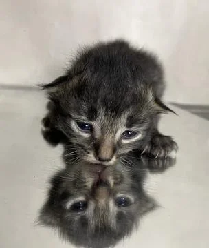 Blacky 스톡 사진