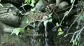 Black/yellow tropic butterflies in wet season HD Footage