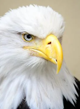 Blad Eagle close up with a broken beak Stock Photos