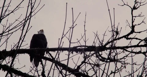 A blad eagle perches in a tree along a river hunting Stock Footage 100599171