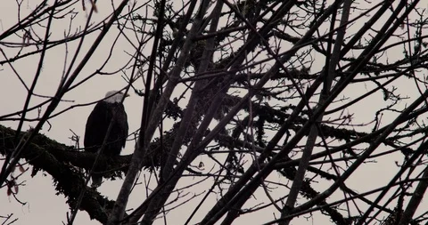 A blad eagle perches in a tree along a river hunting Stock Footage 100599241