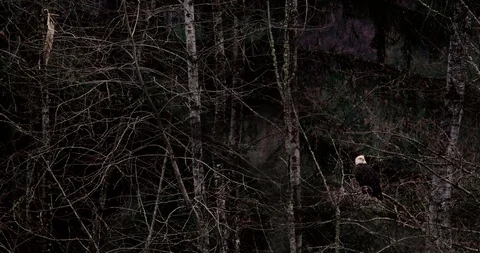 A blad eagle perches in a tree along a river hunting Stock Footage 100599700