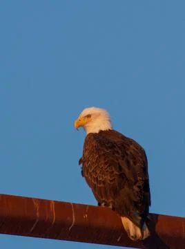 Blad Eagle Stock Photos