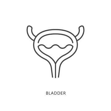 Bladder anatomy symbol Stock Illustration