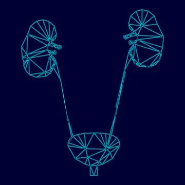 Bladder and kidney low poly triangulation triangulated polygonal electric cya Ilustración de archivo