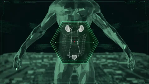 Bladder and Kidneys HUD UI Background Stock Footage 230662976