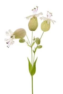 Bladder campion flowers Stock Photos