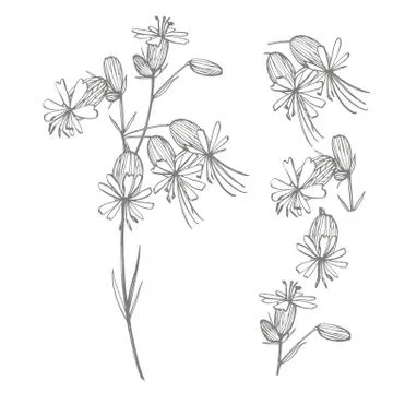 Bladder campion flowers. Set of drawing cornflowers, floral elements, hand drawn Stock Illustration