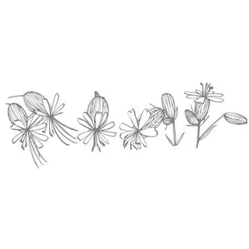 Bladder campion flowers. Set of drawing cornflowers, floral elements, hand drawn Stock Illustration