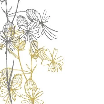 Bladder campion flowers. Set of drawing cornflowers, floral elements, hand drawn Stock Illustration