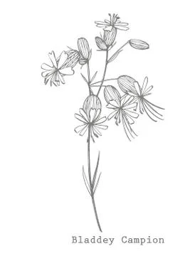 Bladder campion flowers. Set of drawing cornflowers, floral elements, hand drawn Stock Illustration