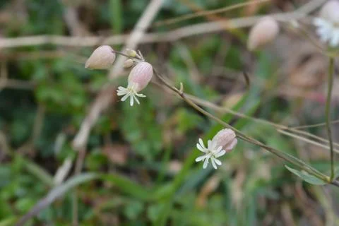 Bladder campion Stock Photos
