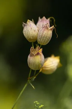 Bladder campion Stock Photos