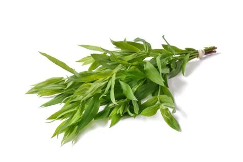 Bladder campion plants 写真素材