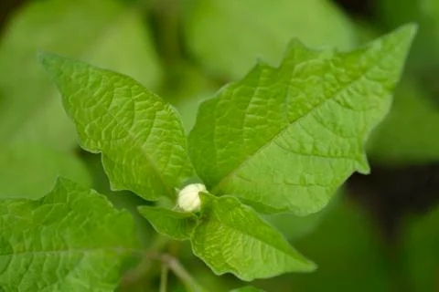 Bladder cherry Stock Photos