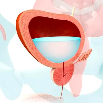 Bladder function and anatomy, illustration Stock Illustration