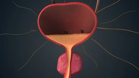 Bladder Function Controlled by Brain Communication Stock Footage 306519226