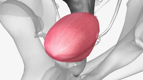 Bladder has a muscular wall that allows it to get larger to store urine made by Stock Footage 244667638