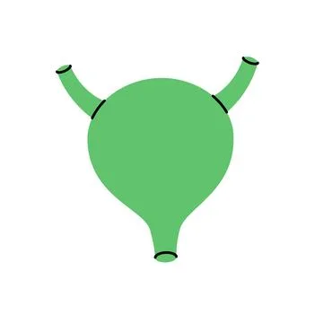 Bladder. Human internal organ. Vector illustration. Stock Illustration