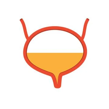 Bladder. Human internal organs Stock Illustration