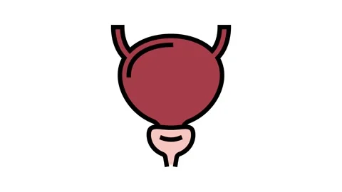 Bladder human organ color icon animation Stock Footage 224937258