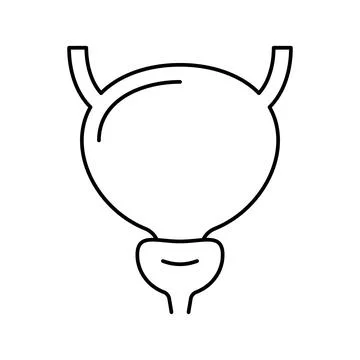 Bladder human organ line icon vector illustration Stock Illustration
