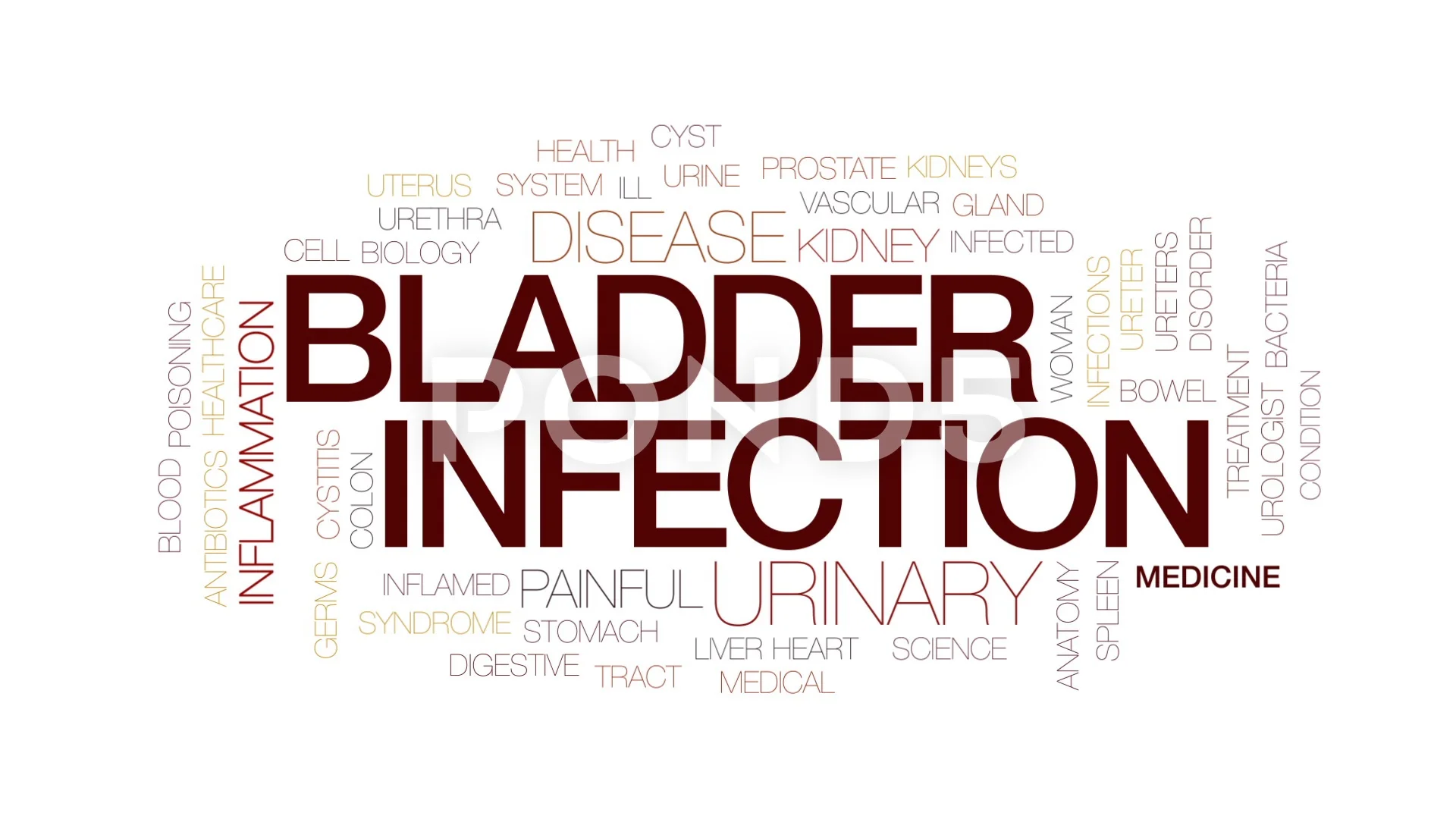 animated bladder