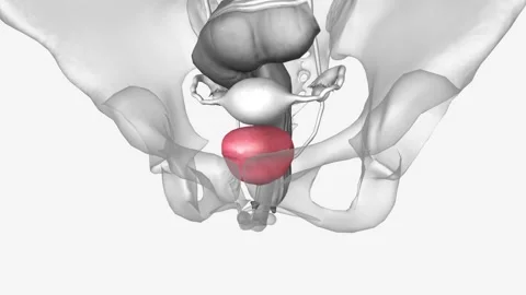 The bladder is located in the lesser pelvis Stock Footage 244666866