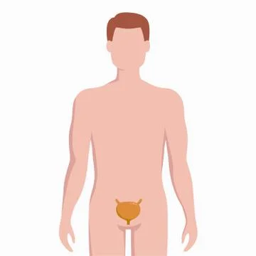 Bladder on man body silhouette vector medical illustration isolated on white Stock Illustration