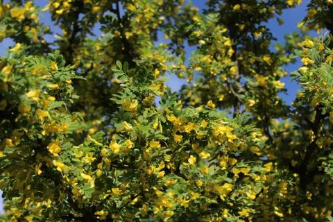 Bladder senna in the garden Stock Photos