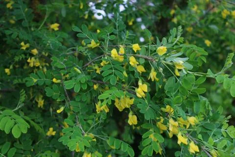 Bladder senna in the garden Stock Photos