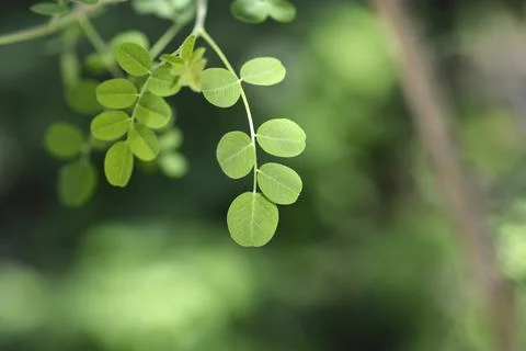 Bladder senna 스톡 사진