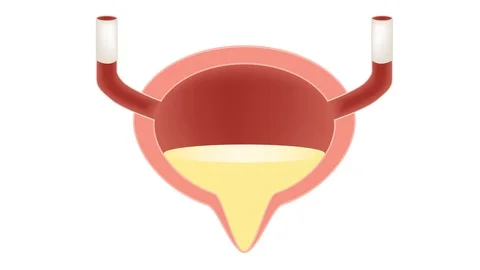 Bladder with urine vector . organ Stock Footage 85969776