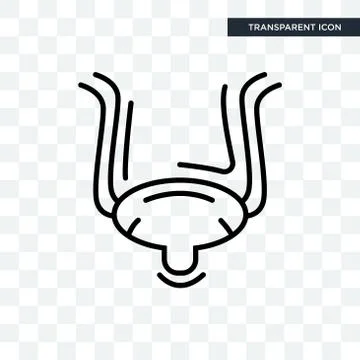 Bladder vector icon isolated on transparent background, Bladder logo design Free Stock Illustration