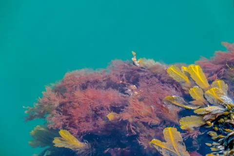 Bladder wrack Stock Photos