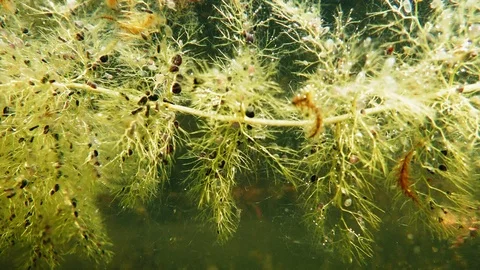 Bladderwort carnivorous aquatic plant with bladder-like traps Stock Footage