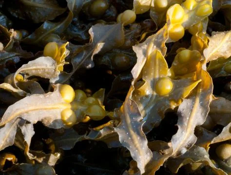 Bladderwrack 9916 Stock Photos