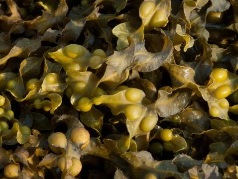 Bladderwrack Seaweed 2 Stock Photos
