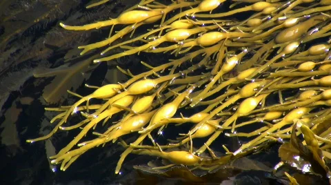 Bladderwrack seaweed Stock-Footage 82024