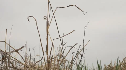 A blade of dry grass lower rising up view Video stock 253708472